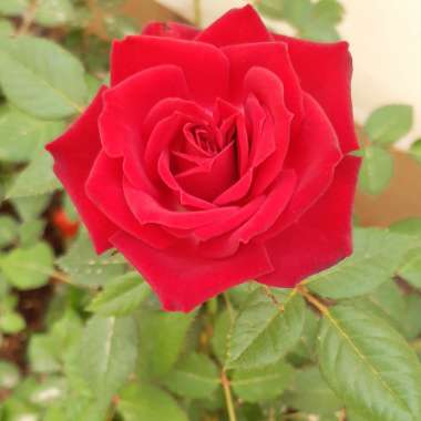 Rose (Miniature)