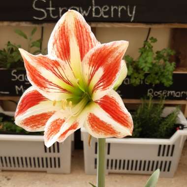 Hippeastrum 'Minerva'
