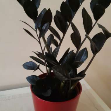 ZZ Plant 'Raven'