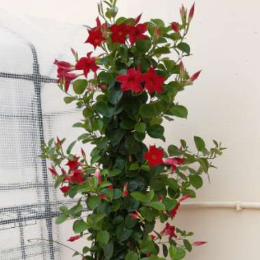 Mandevilla