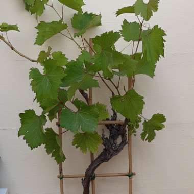 Grape Vine