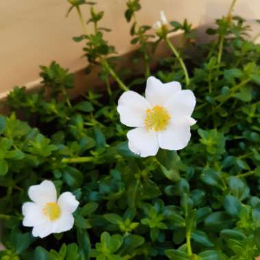 Carmelo's garden