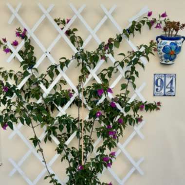 Bougainvillea
