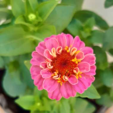 Zinnia 'Purple Prince'