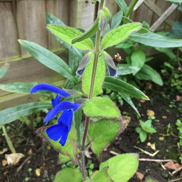 Plant image Salvia patens 'Deep Blue'