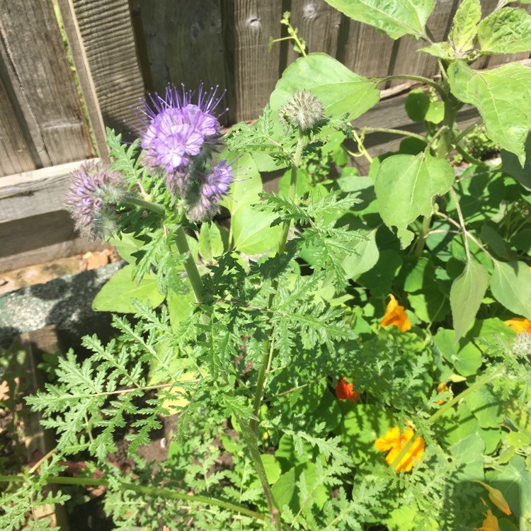 Plant image Phacelia tanacetifolia