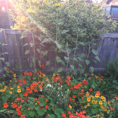 Tropaeolum majus