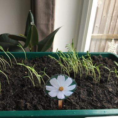 Cosmos Bipinnatus 'Purity'