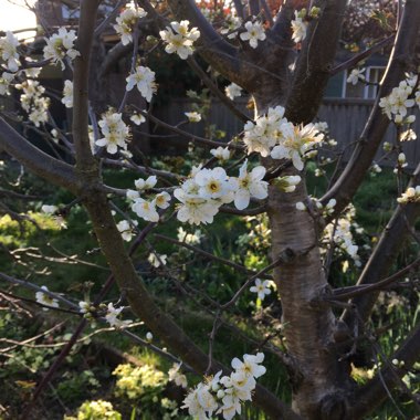 Prunus domestica