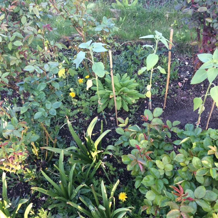 plant image 1273751 plant image 1273751