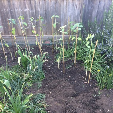 Helianthus annuus 'Giant Single'