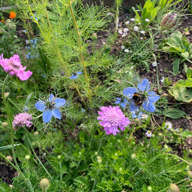 plant image 1324890 plant image 1324890