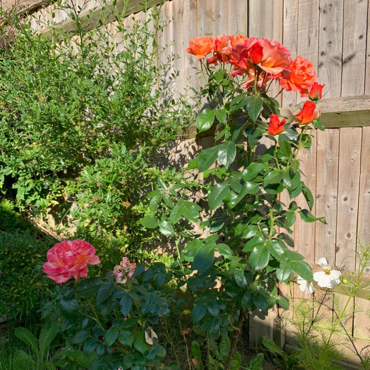 plant image 1324943 plant image 1324943