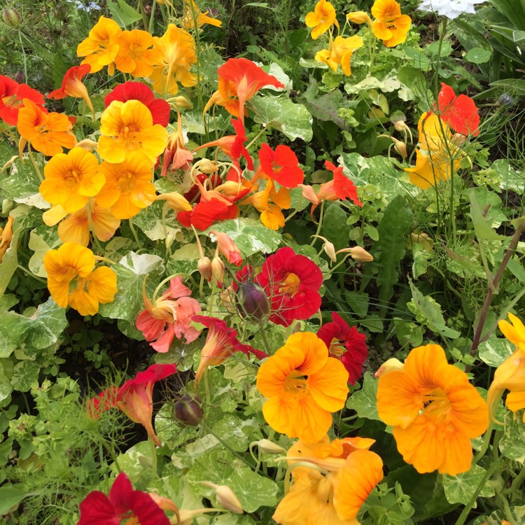 plant image 1359360 plant image 1359360