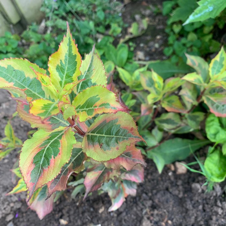 Plant image Weigela florida 'Kolmagira' syn. Weigela florida 'Magical Rainbow', Weigela florida 'Rainbow Sensation'