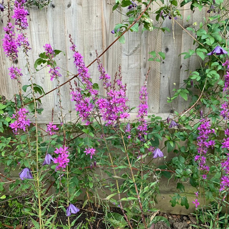 Plant image Lythrum Virgatum 'Dropmore Purple'