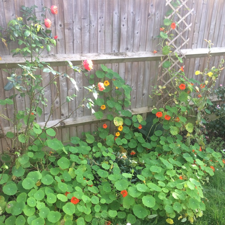 plant image 1417157 plant image 1417157