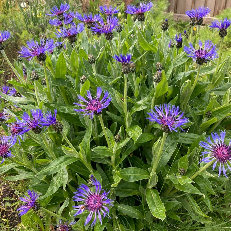 Plant image Centaurea montana 'Gold Bullion'