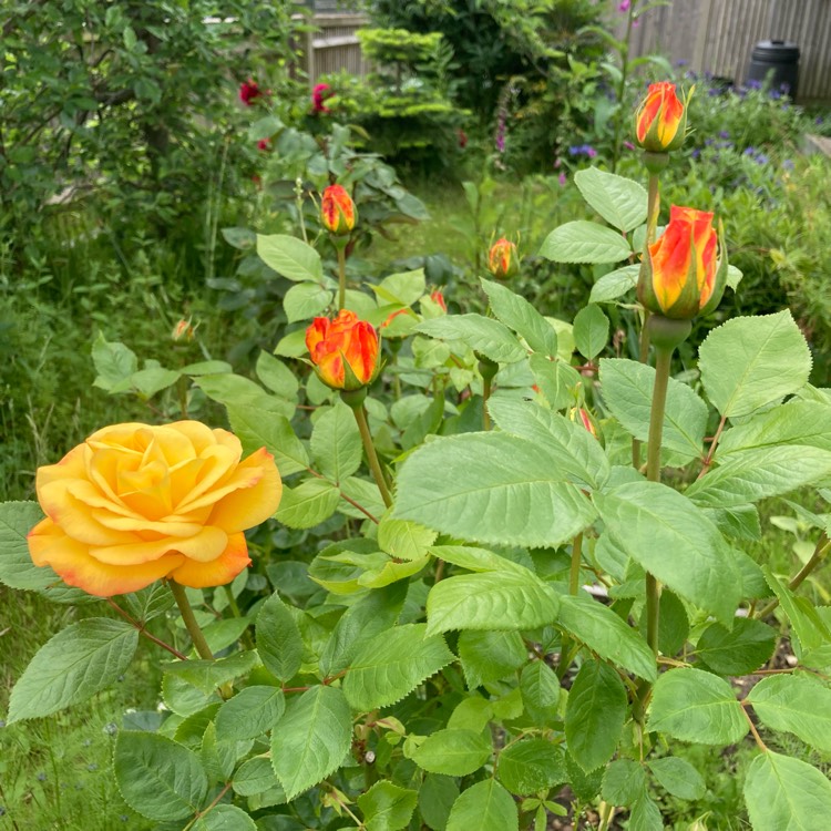 plant image 1492204 plant image 1492204