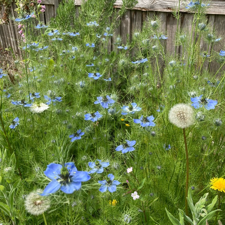 plant image 1493220 plant image 1493220