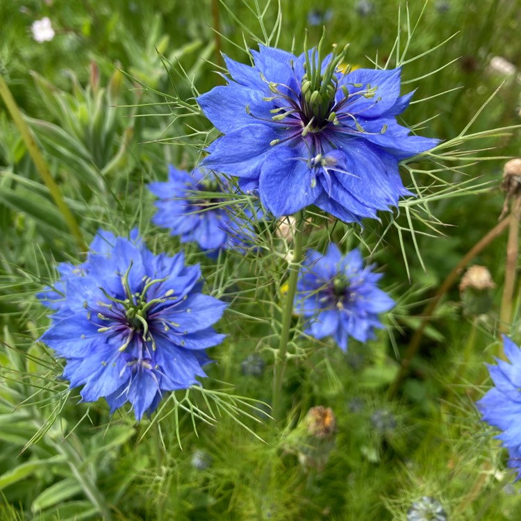 plant image 1493222 plant image 1493222