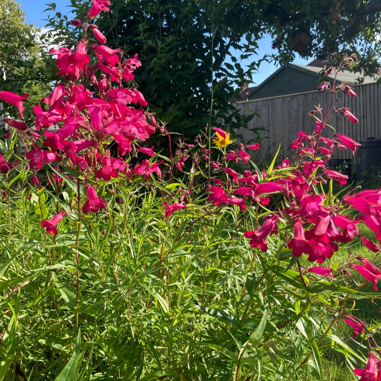 plant image 1506281