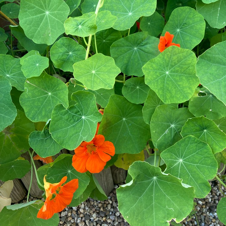 plant image 1506288 plant image 1506288