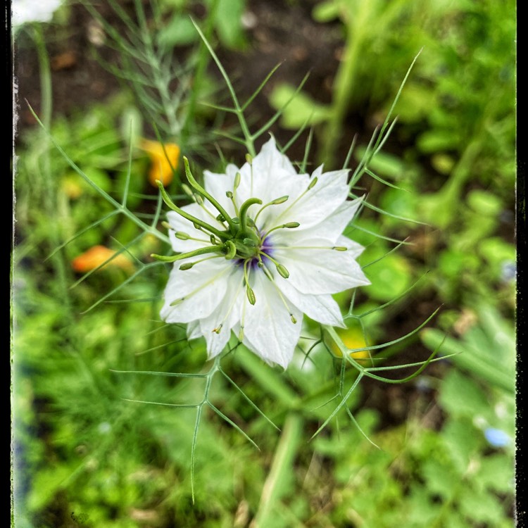 plant image 1512684 plant image 1512684