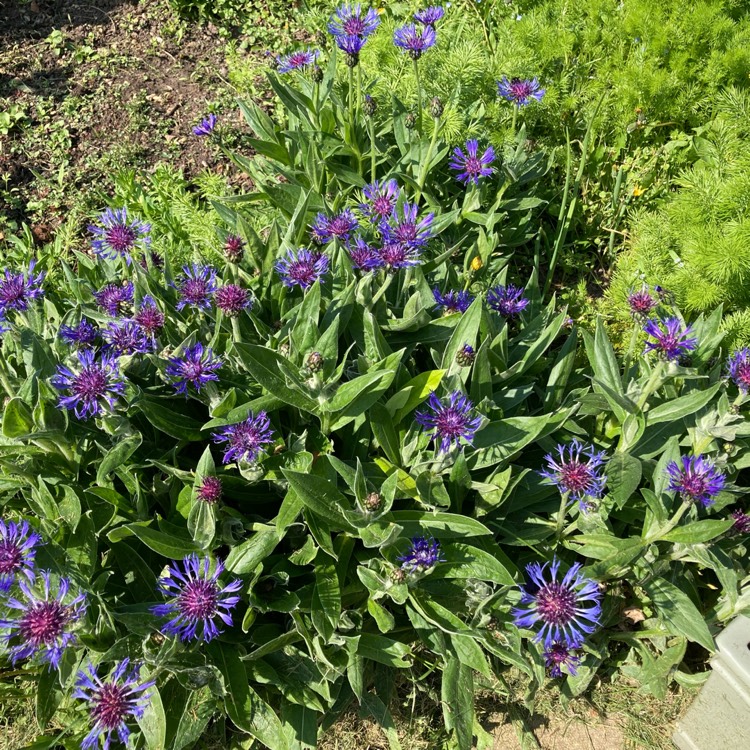 plant image 1579223 plant image 1579223