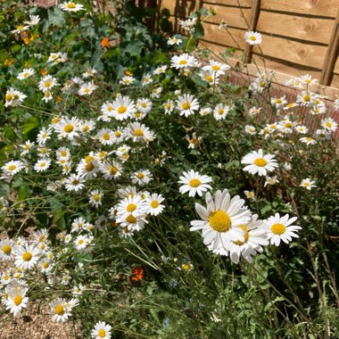 Leucanthemum vulgare