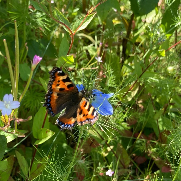 plant image 1602517 plant image 1602517