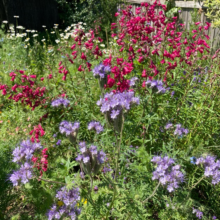 plant image 1602518