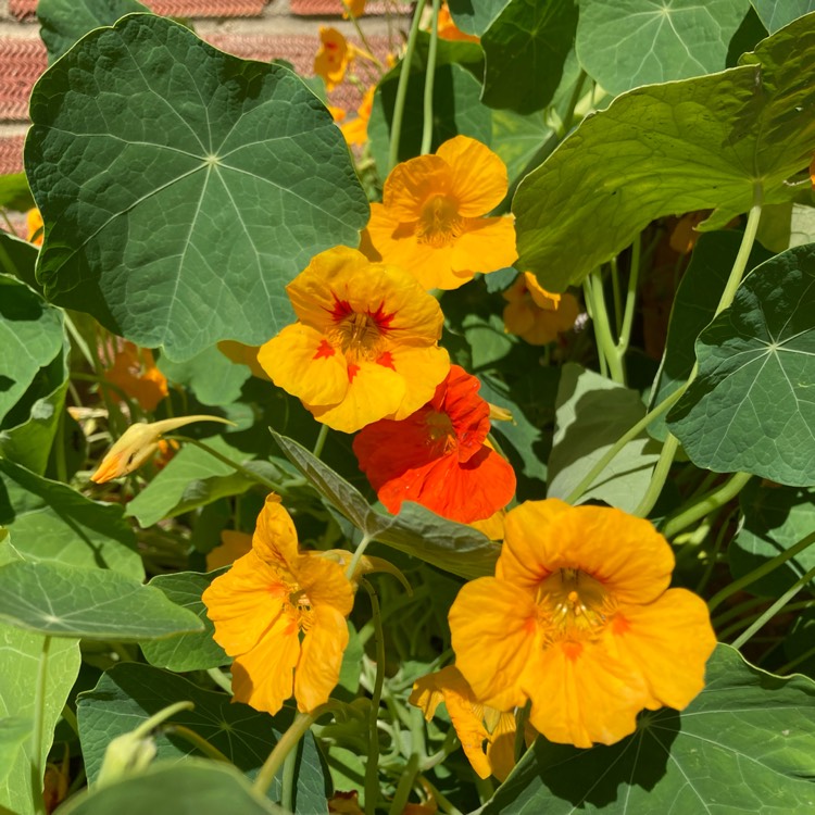 plant image 1602519 plant image 1602519
