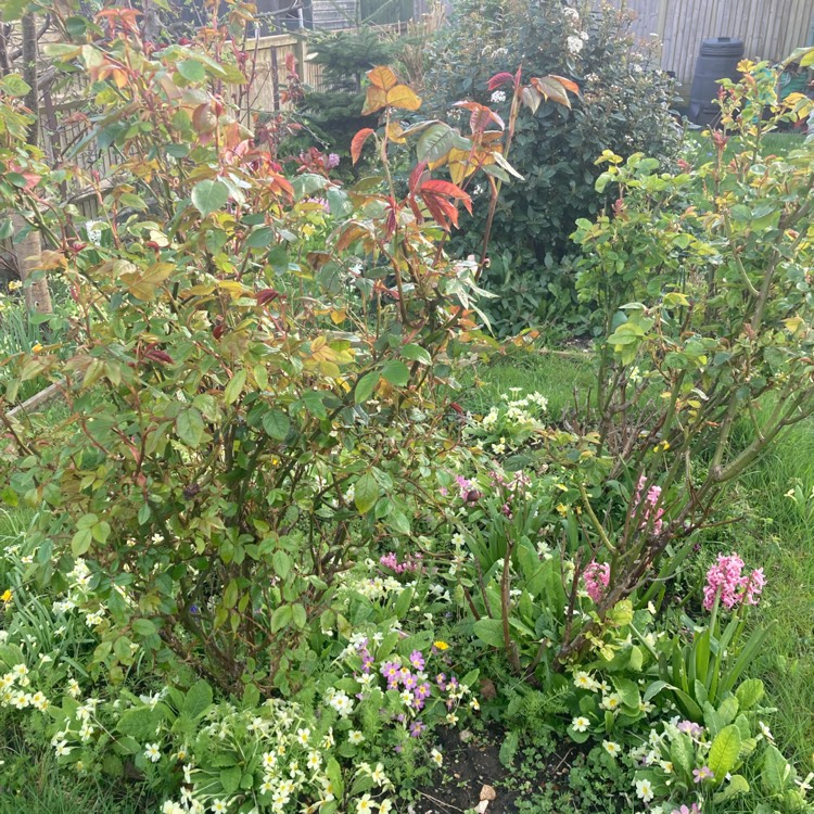 plant image 1656461 plant image 1656461