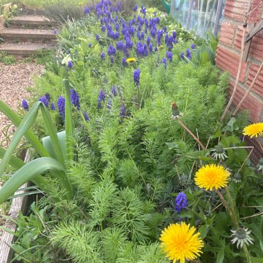 Centaurea montana