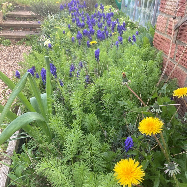 plant image 1656466 plant image 1656466