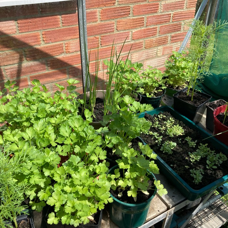 plant image 1660300