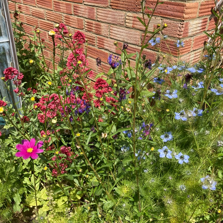 plant image 1669685 plant image 1669685