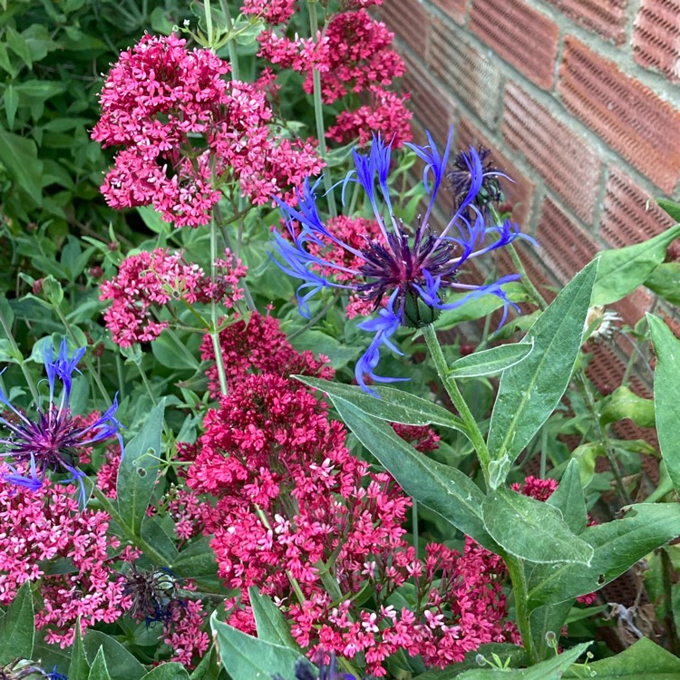 plant image 1669724 plant image 1669724