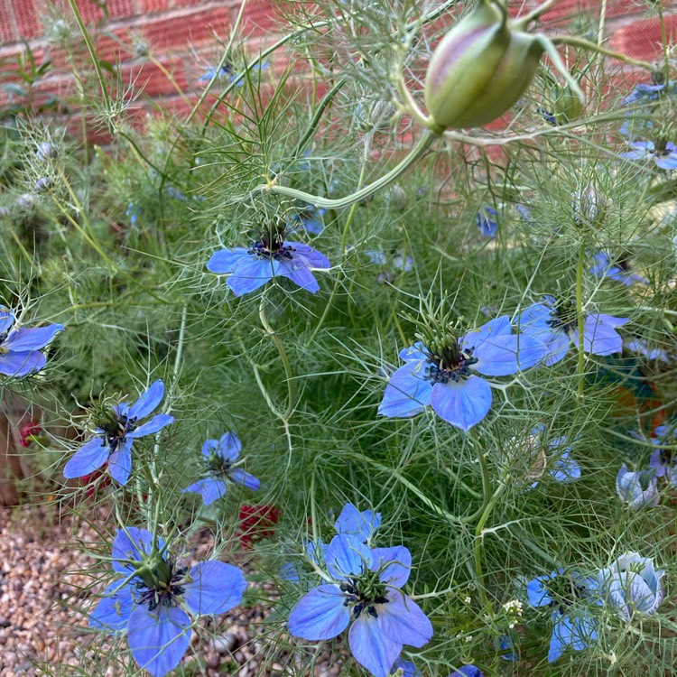 plant image 1669728 plant image 1669728