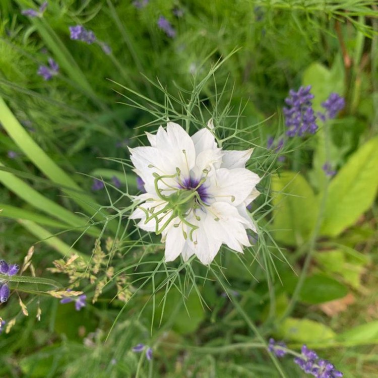 plant image 1671719 plant image 1671719