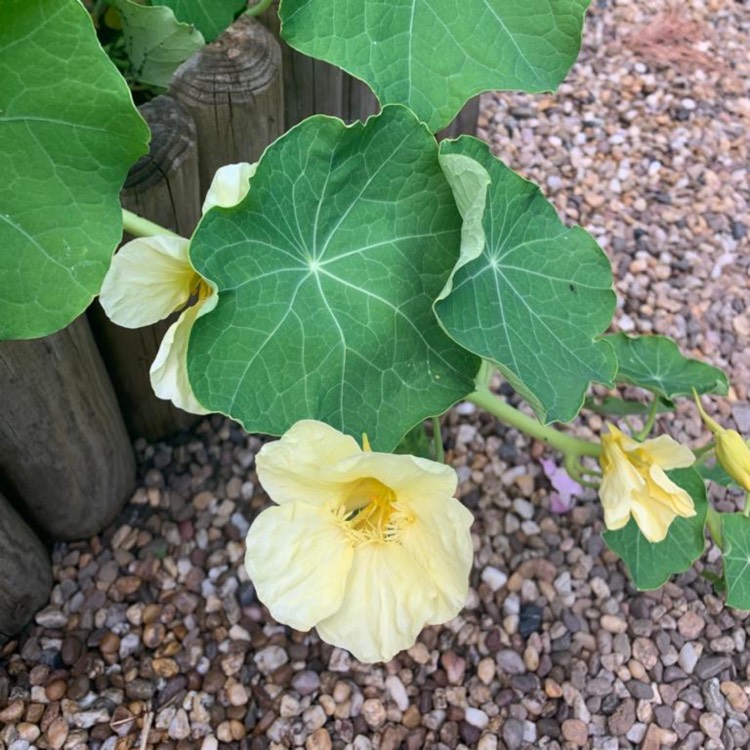 plant image 1671720 plant image 1671720
