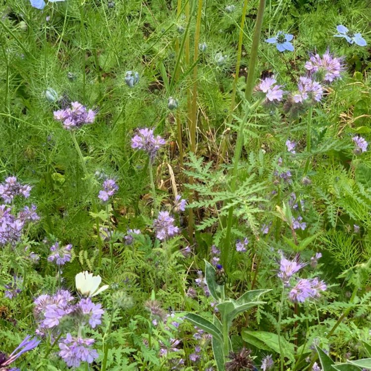 plant image 1671721