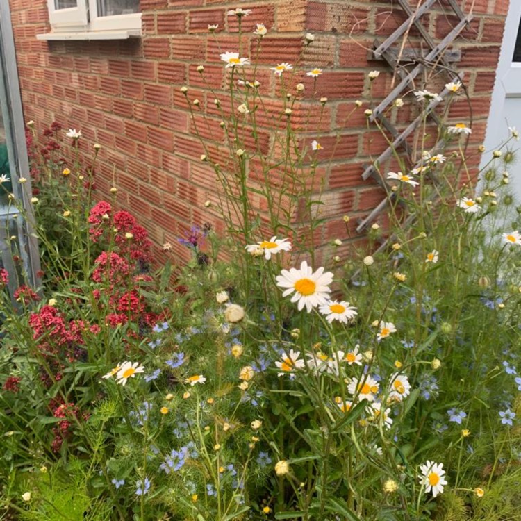plant image 1671724 plant image 1671724