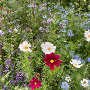 Cosmos Bipinnatus 'Purity'