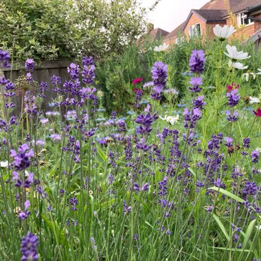 Lavender (Species) Lavender stoechas