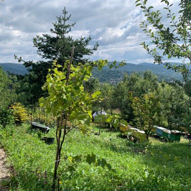 Roxana's garden