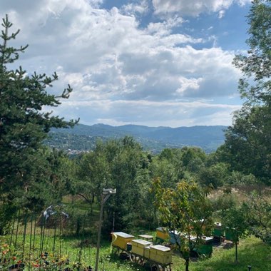 Roxana's garden