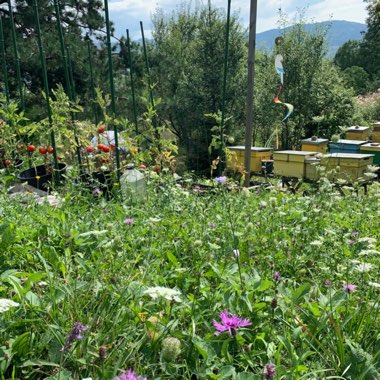 Roxana's garden
