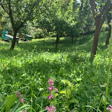 Roxana's garden